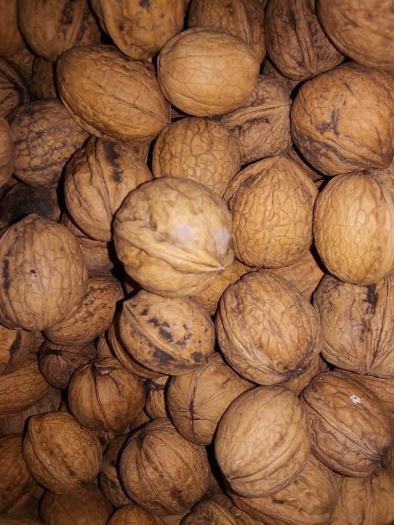 گردو کاغذی آذربایجان